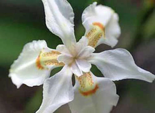 Dietes Butcheriana Seeds - Wide Leafed Wild Iris - 10 Perennial Seeds - Image 1