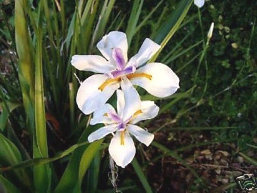 Dietes Iridioides Fortnight Lily Seeds – 10 Seeds – Perennial Flower Seeds - Image 1