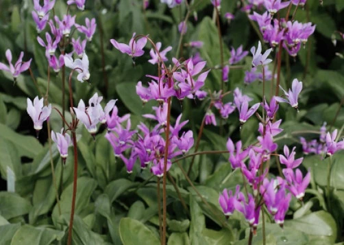 Dodecatheon amethystinum Jeweled Shooting Star Seeds - 10 Pack - Image 1