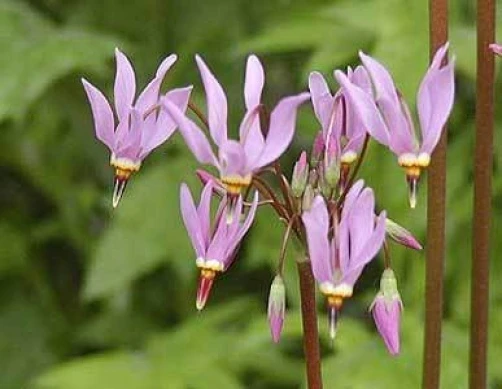 Dodecatheon Meadia Shooting Star Seeds - 100 Count Perennial Flower - Image 1