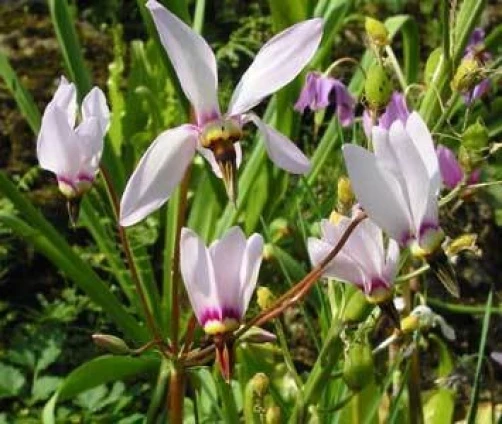 Dodecatheon Meadia Shooting Star Seeds - 100 Count Perennial Flower - Image 2