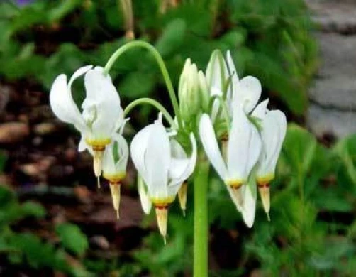 Dodecatheon Meadia Shooting Star Seeds - 100 Count Perennial Flower - Image 3