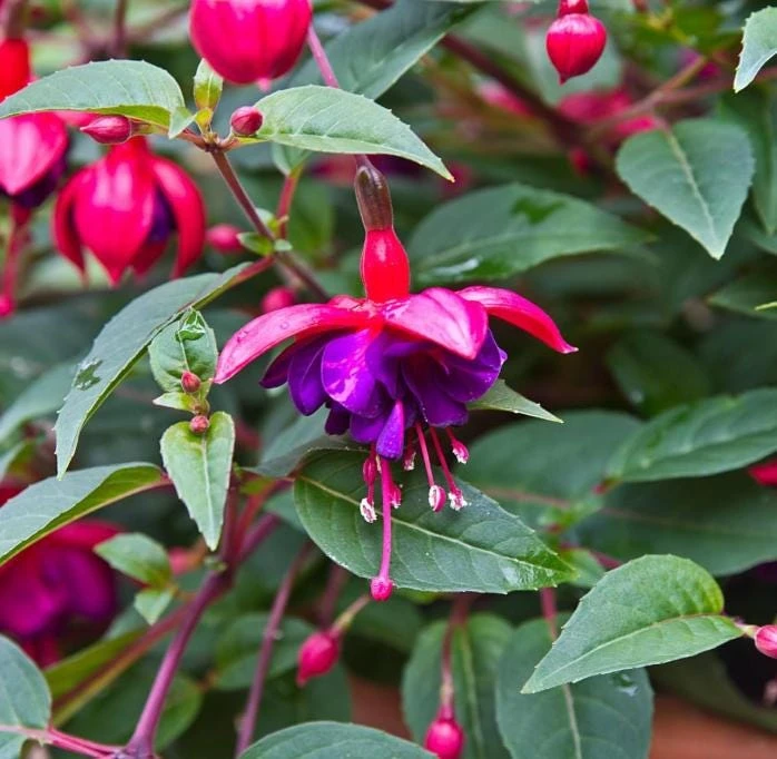 Dollar Princess Fuchsia Live Plant - Pink Purple Blooms - 5 inch Pot - Shade Loving - Image 1
