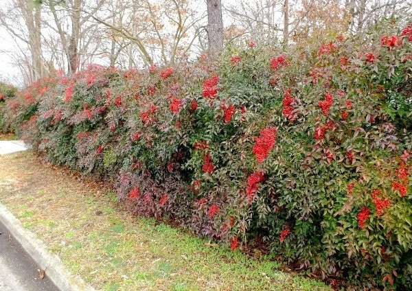 Domestic Nandina Live Plant - Heavenly Bamboo - 2.5 inch Pot - Outdoor Shrub - Image 2