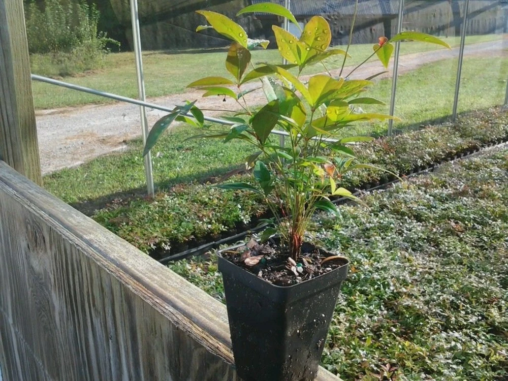 Domestic Nandina Live Plant - Heavenly Bamboo - 2.5 inch Pot - Outdoor Shrub - Image 3