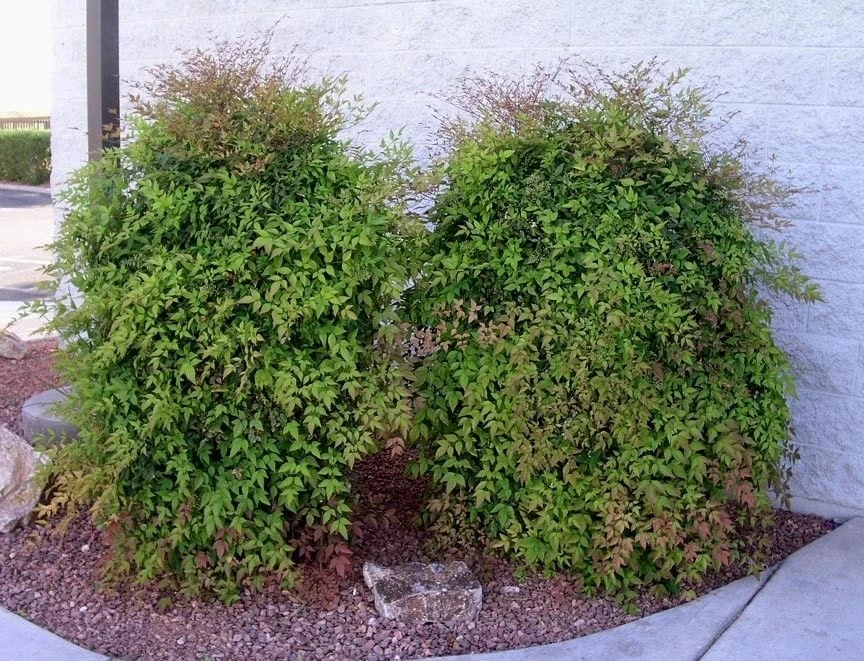 Domestic Nandina Live Plant - Heavenly Bamboo - 2.5 inch Pot - Outdoor Shrub - Image 4