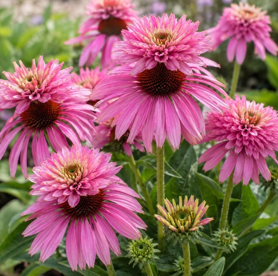 Double Decker Coneflower Live Plant - 6 Inch Tall, Unique Blooms - Image 6