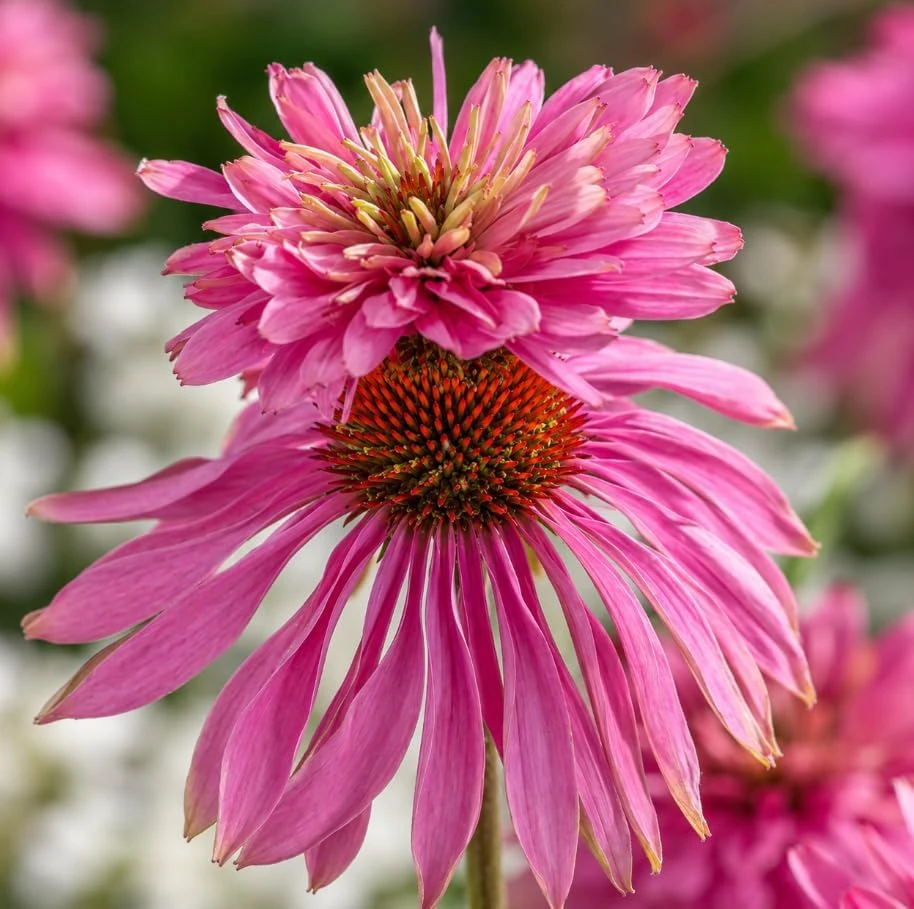 Double Decker Coneflower Live Plant - 6 Inch Tall, Unique Blooms - Image 7