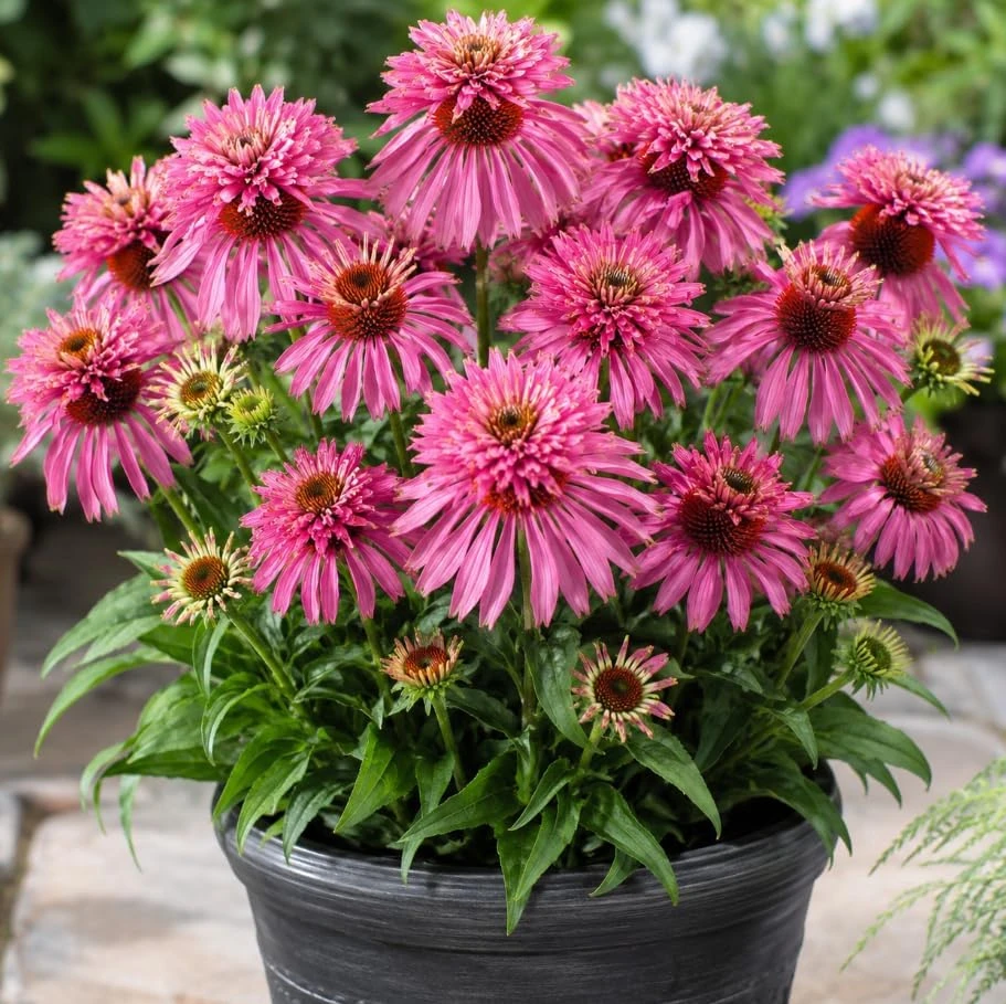 Double Decker Coneflower Live Plant - 6 Inch Tall, Unique Blooms - Image 1