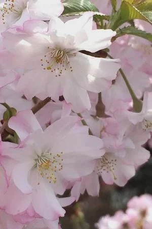 Double Pink Flowering Cherry Tree - Ornamental Live Plant - 25-35 ft Tall - Zones 4-8 - Image 1