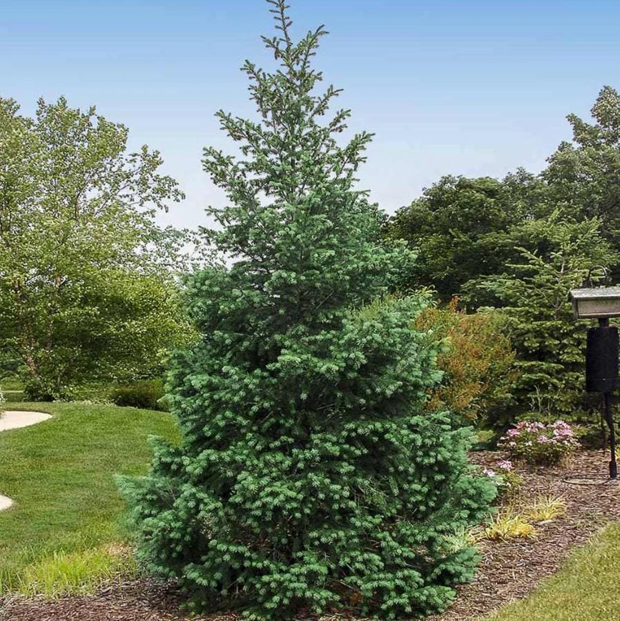 Douglas Fir Live Christmas Tree - 3" Pot Evergreen Tree - Deer Resistant - Image 1