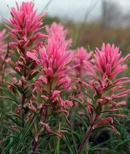 Downy Paintbrush Seeds - Castilleja sessiliflora - 10 Count Native Plant Seeds - Image 1