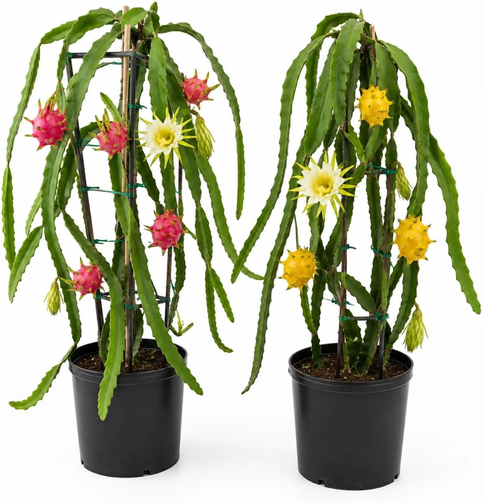 Dragon Fruit Live Plants - Set of 2, 3-6 Inch Tropical Cactus Starters, No Pot - Image 1