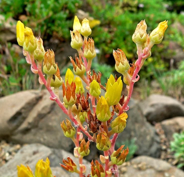 Dudleya Caespitosa Seeds - Sand Lettuce Succulent Seeds - 10 Pack Perennial - Image 1