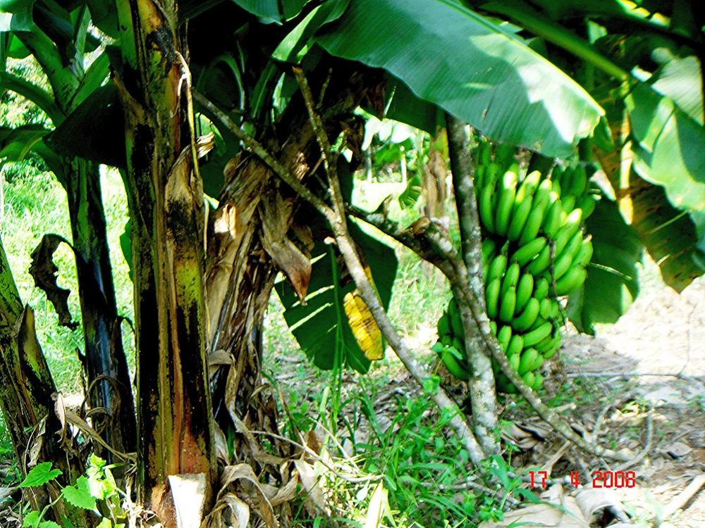 Dwarf Banana Tree Seeds - Musa acuminata cv. Dwarf - 10 Seeds - Image 1