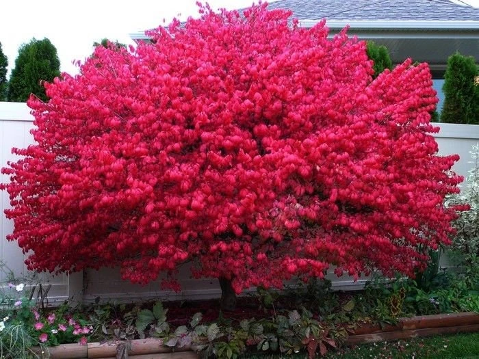 Dwarf Burning Bush Live Plant - 12-18" Tall, Trade Gallon Pot, Outdoor Shrub - Image 1