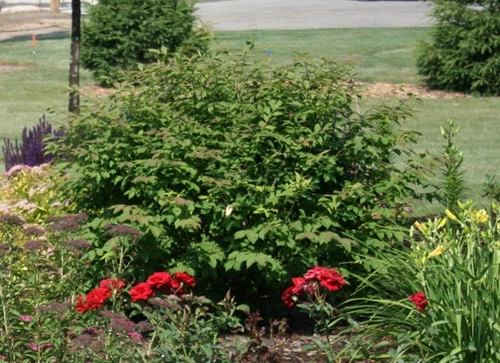 Dwarf Burning Bush Live Plant 4" Pot - Hardy Shrub, Fall Color - Image 2