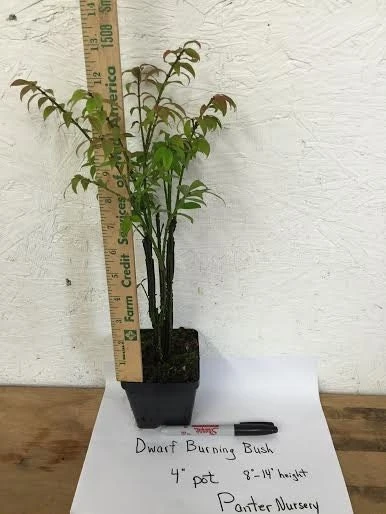 Dwarf Burning Bush Live Plant 4" Pot - Hardy Shrub, Fall Color - Image 3