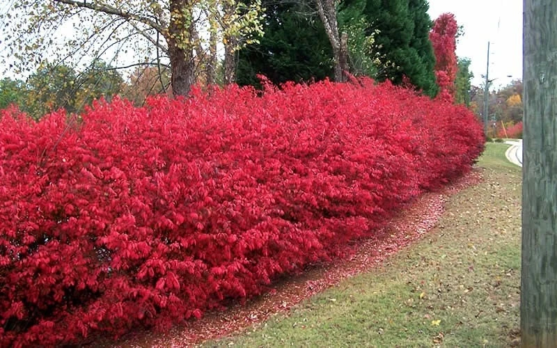 Dwarf Burning Bush Live Plant 4" Pot - Hardy Shrub, Fall Color - Image 4