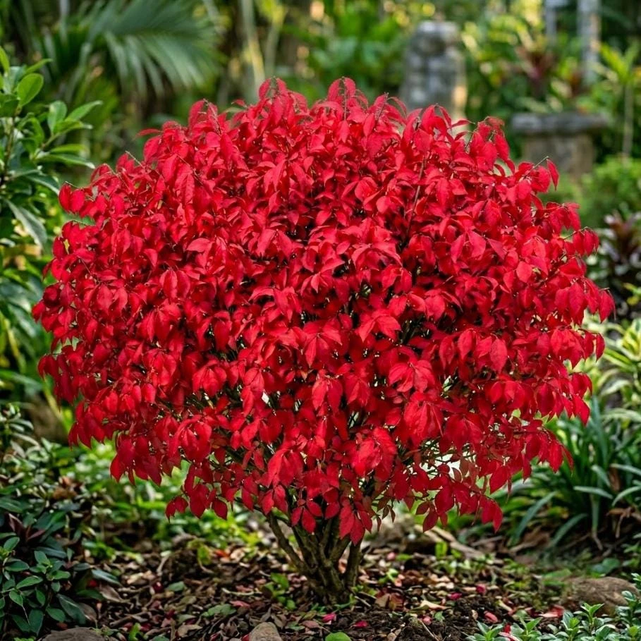 Dwarf Burning Bush Live Plant - 5 Pack, 6-12" Tall, Vibrant Red Fall Color, Hardy Shrub - Image 1