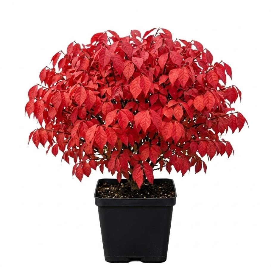 Dwarf Burning Bush Live Plant - 6-12" Tall in 4" Pot - Vibrant Red Fall Foliage - Image 1