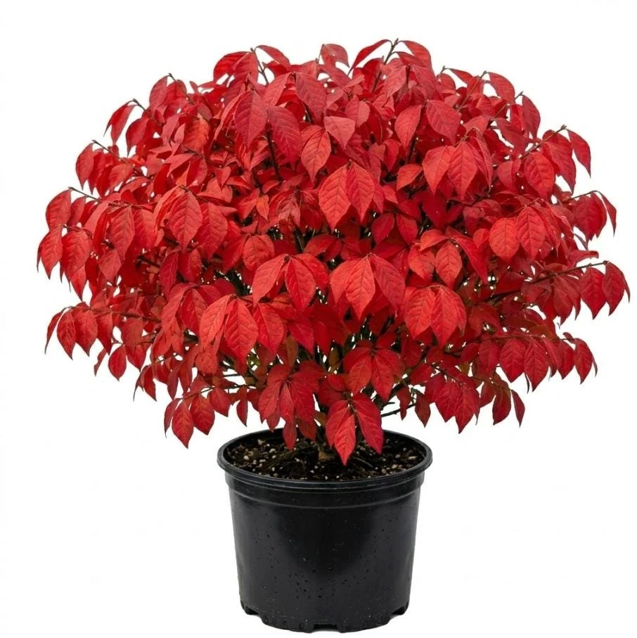 Dwarf Burning Bush Shrub Live Plant 12-18" Tall, Gallon Pot, Vibrant Red Fall Foliage, Outdoor - Image 1