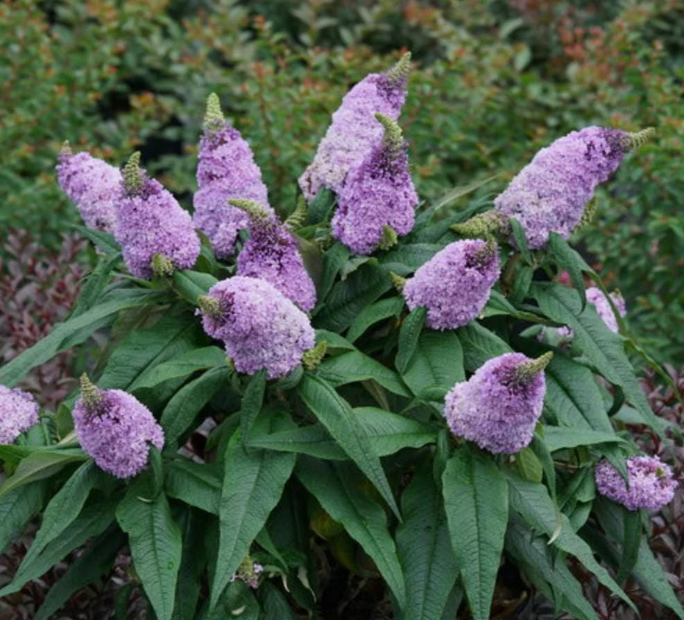 Dwarf Butterfly Bush Live Plant (Buddleja davidii) – 4 inch Pot – Compact Shrub - Image 1