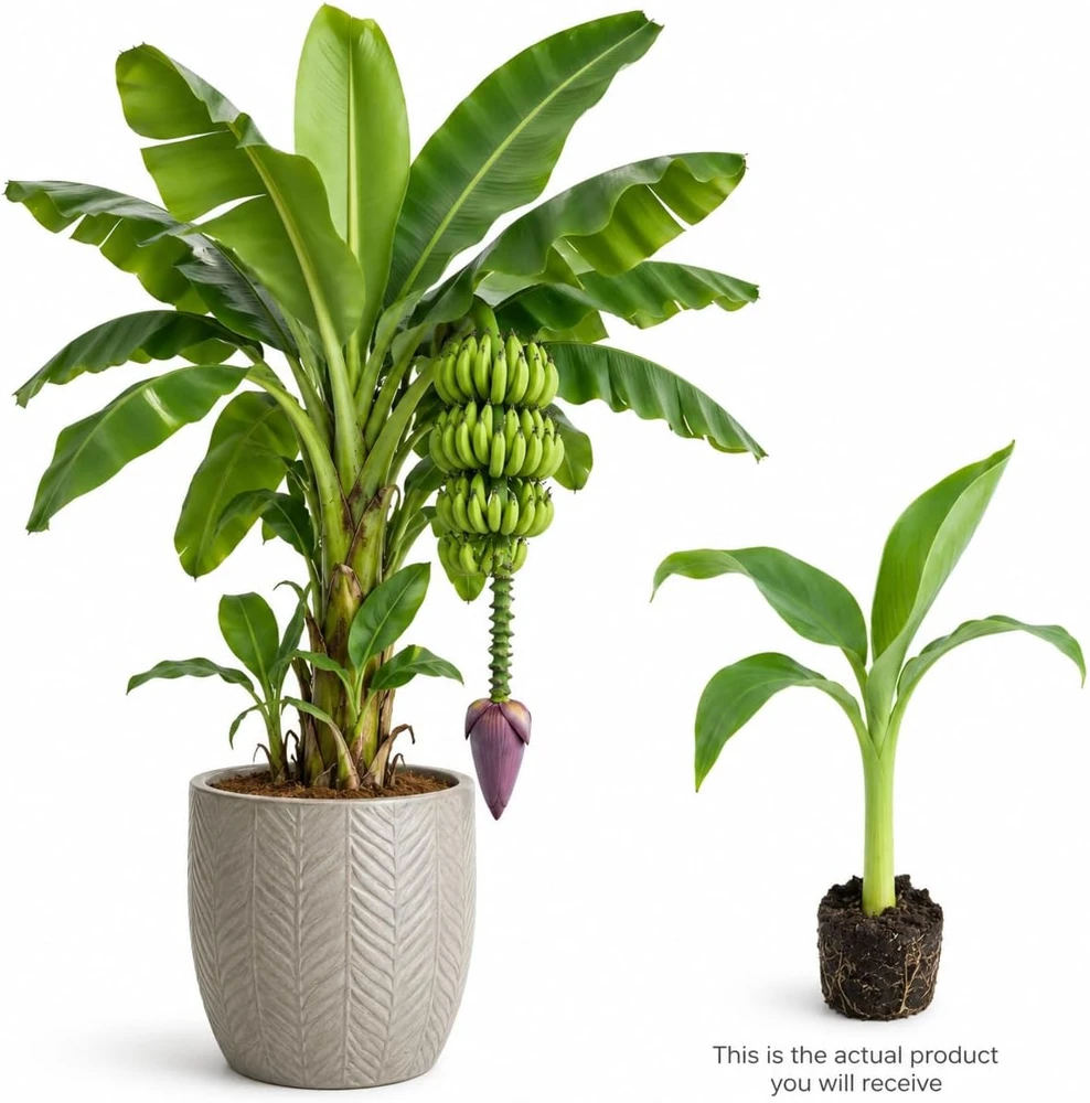 Dwarf Cavendish Banana Live Plant, 4-7 Inch Tall Tropical Starter for Indoor & Outdoor - Image 3