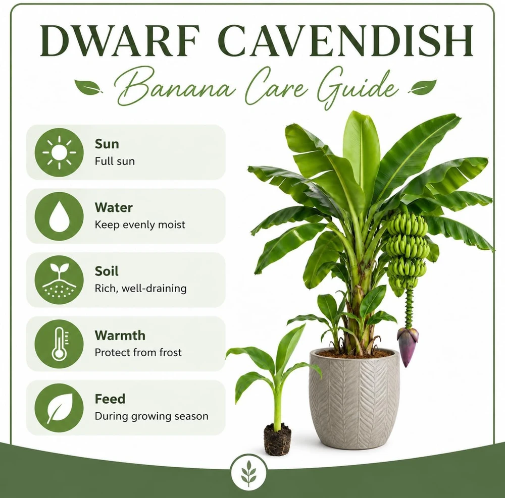 Dwarf Cavendish Banana Live Plant, 4-7 Inch Tall Tropical Starter for Indoor & Outdoor - Image 5