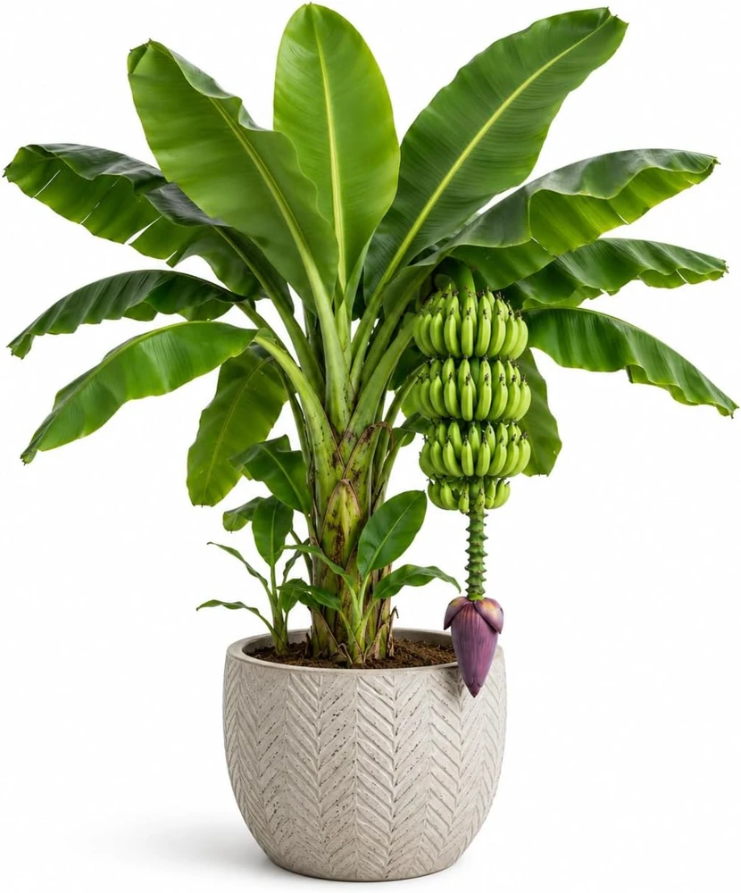 Dwarf Cavendish Banana Live Plant, 4-7 Inch Tall Tropical Starter for Indoor & Outdoor - Image 1