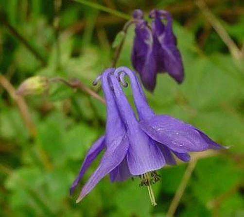 Dwarf Columbine Seeds (Aquilegia vulgaris) - 100 Seeds Perennial - Image 1