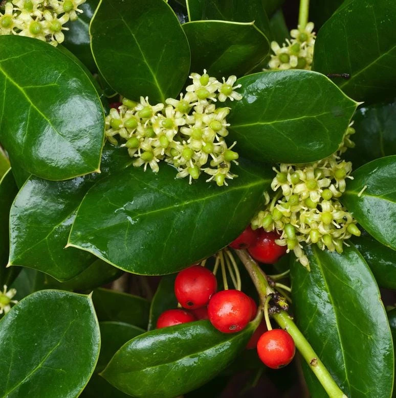 Dwarf Holly Berry Live Plant – Evergreen Shrub – 4 inch Pot – Outdoor - Image 1