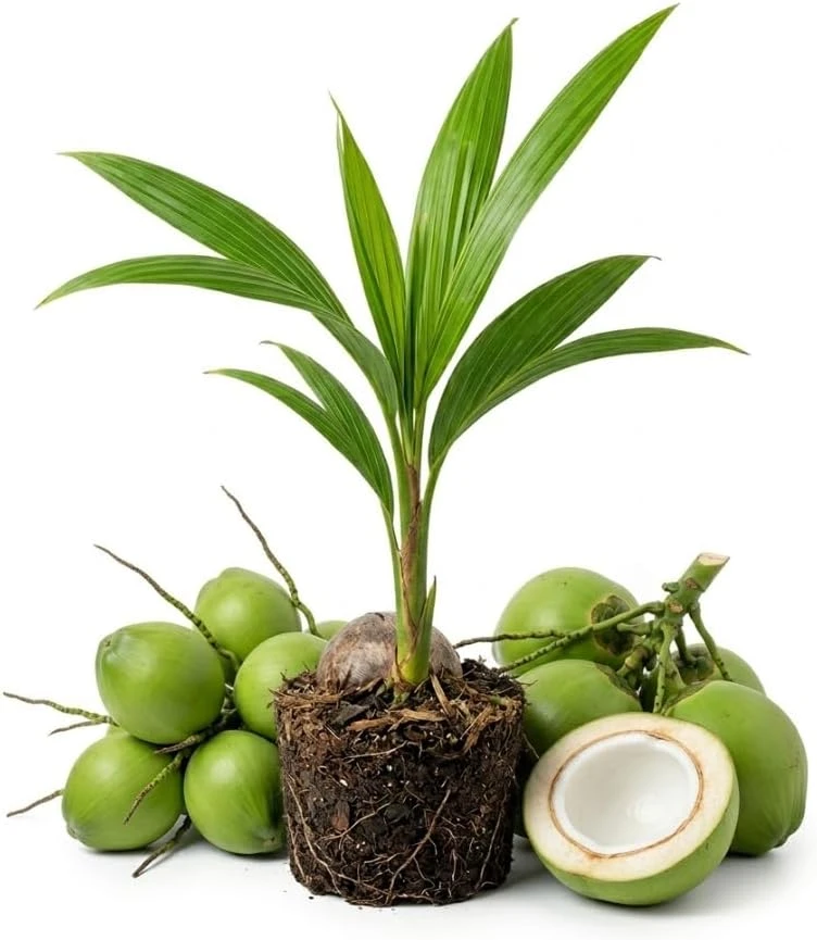 Dwarf Malayan Coconut Tree Live Plant - Sprouted 6-8 Inch Tall - Image 1