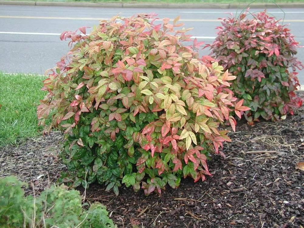Dwarf Nandina Firepower Live Plant - 10-Pack, 2.5" Pots, 4-6" Tall, Outdoor Shrub - Image 1