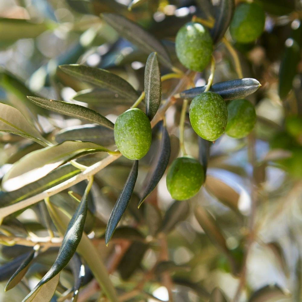 Dwarf Olive Live Plant - Small Indoor Tree - Easy Care - 4in Pot - Image 2