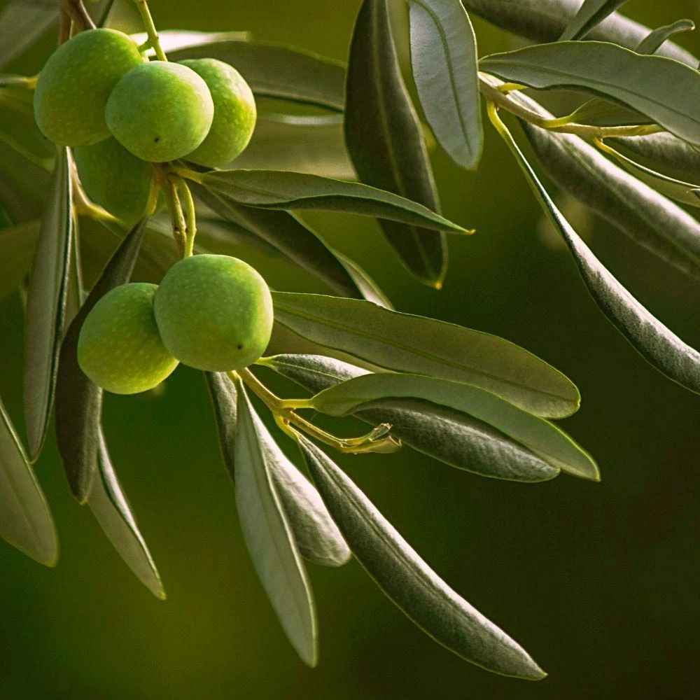 Dwarf Olive Live Plant - Small Indoor Tree - Easy Care - 4in Pot - Image 3