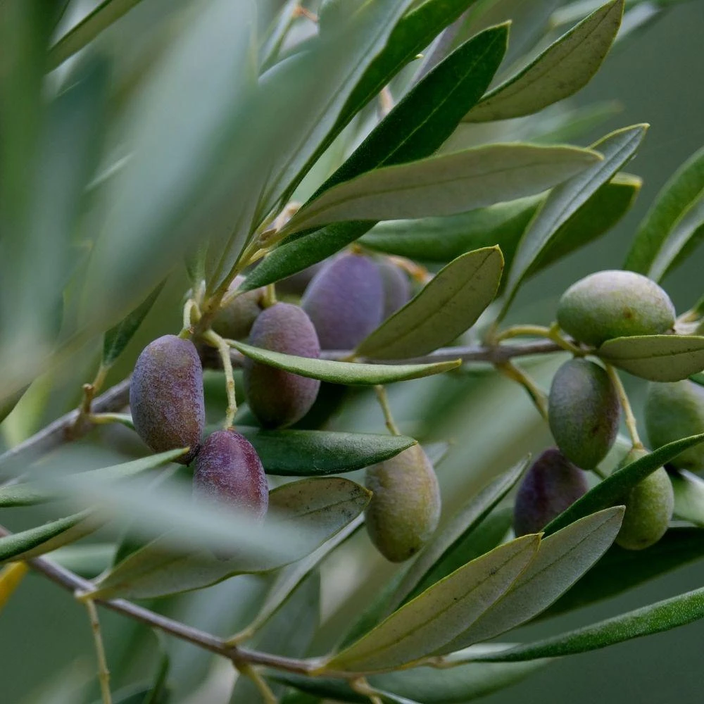 Dwarf Olive Live Plant - Small Indoor Tree - Easy Care - 4in Pot - Image 4