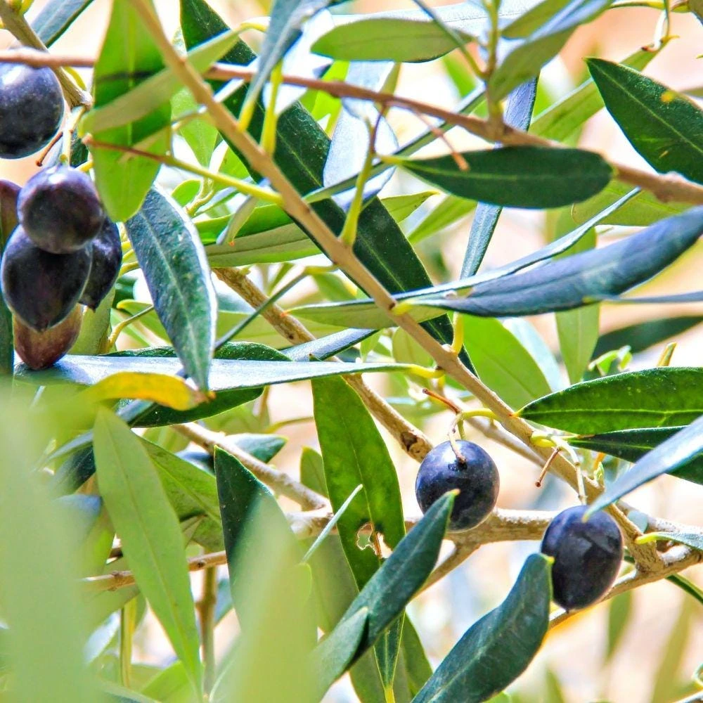 Dwarf Olive Live Plant - Small Indoor Tree - Easy Care - 4in Pot - Image 5