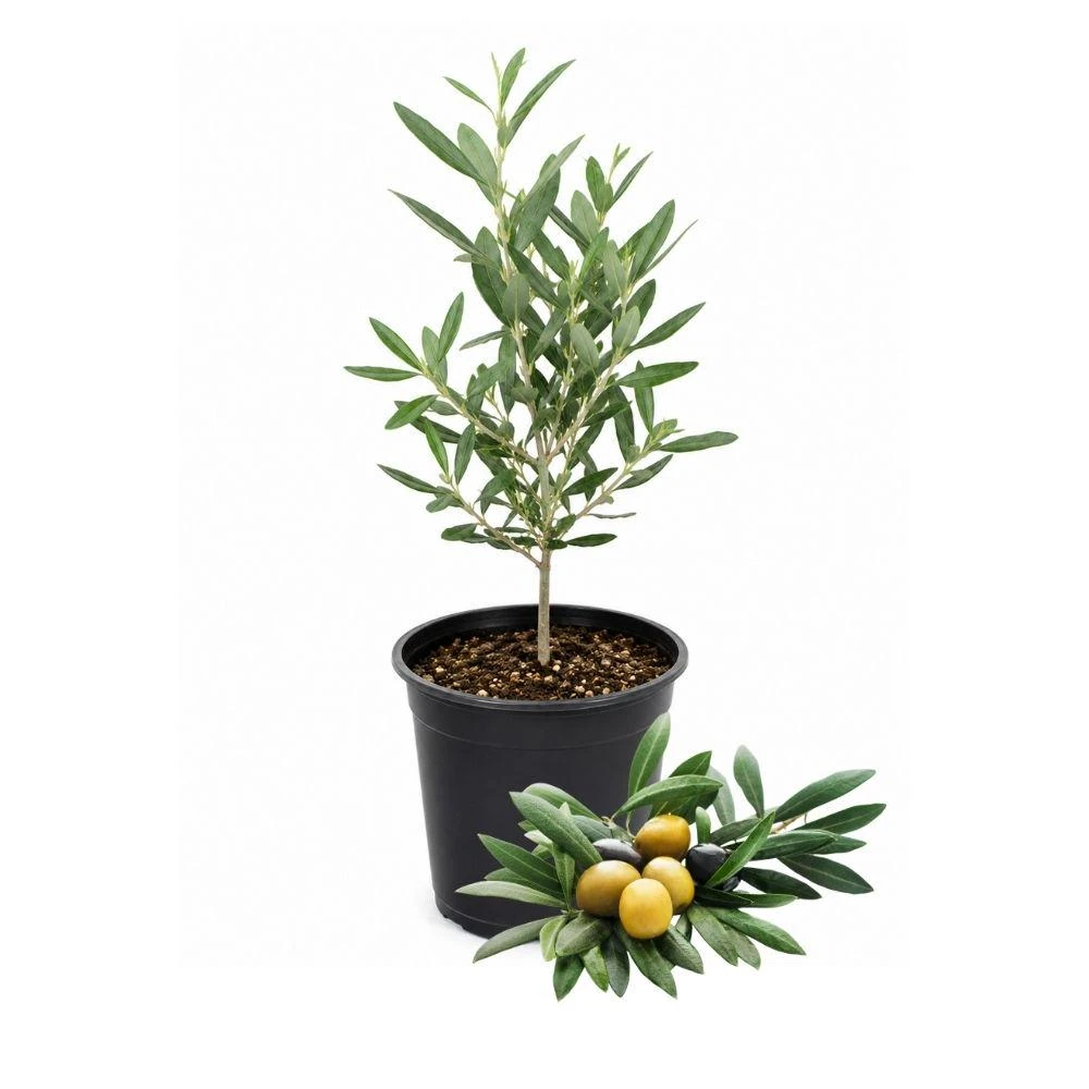 Dwarf Olive Live Plant - Small Indoor Tree - Easy Care - 4in Pot - Image 1
