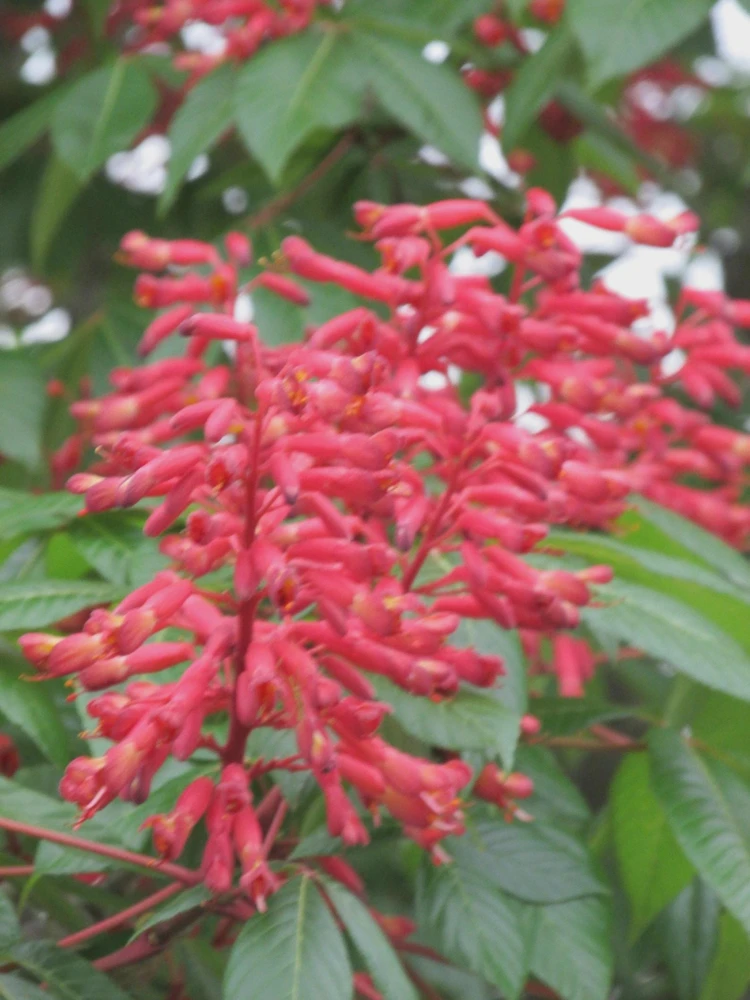 Dwarf Red Buckeye Live Plant – Aesculus pavia – 4 inch Pot – Outdoor Shrub - Image 2