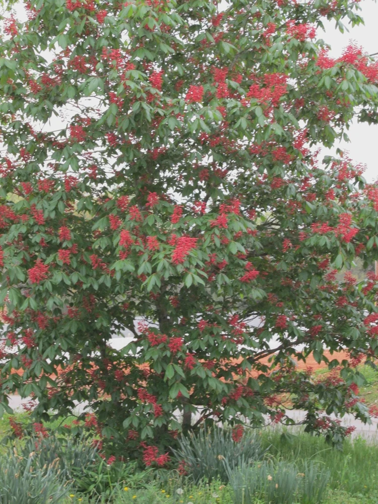 Dwarf Red Buckeye Live Plant – Aesculus pavia – 4 inch Pot – Outdoor Shrub - Image 1