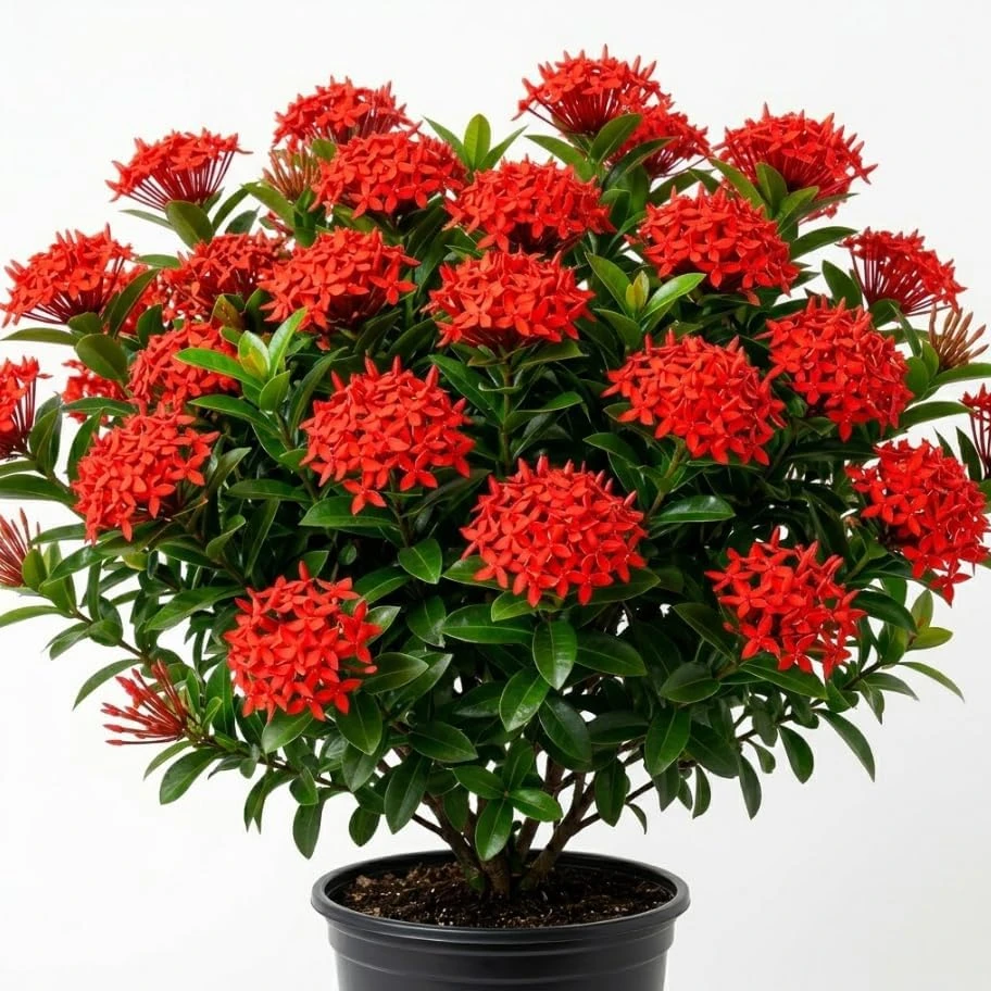 Dwarf Red Ixora Live Plant – Vibrant Red Flowers Shrub – 2 Ft Tall, 3 Gallon Pot – Outdoor - Image 1