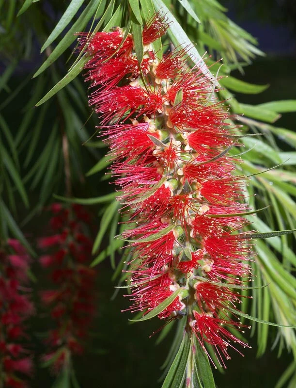 Dwarf Tonghi Callistemon subulatus Seeds - 20 Seed Pack for Shrub - Image 1