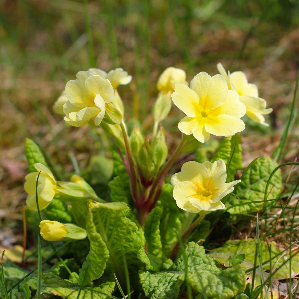 Early Primrose Live Plants - 2 Plants in 4 inch Pot, Colorful Spring Perennial - Image 2