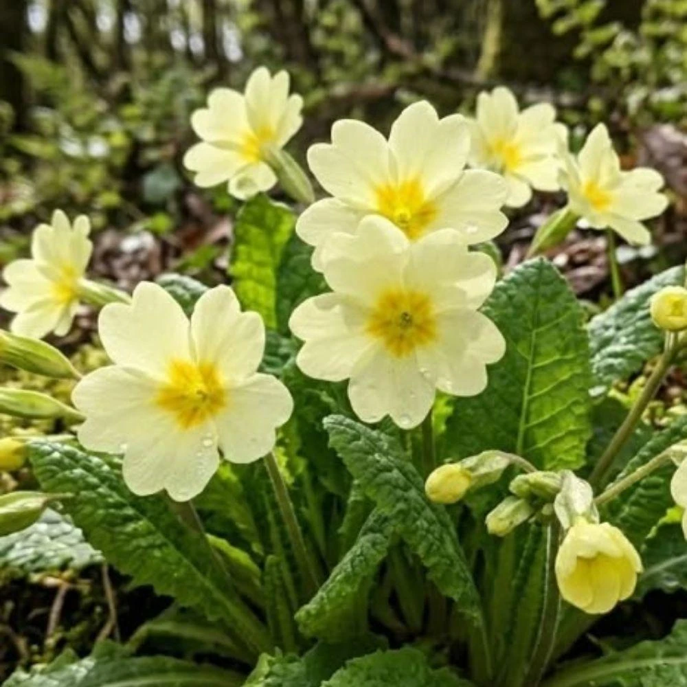 Early Primrose Live Plants - 2 Plants in 4 inch Pot, Colorful Spring Perennial - Image 3