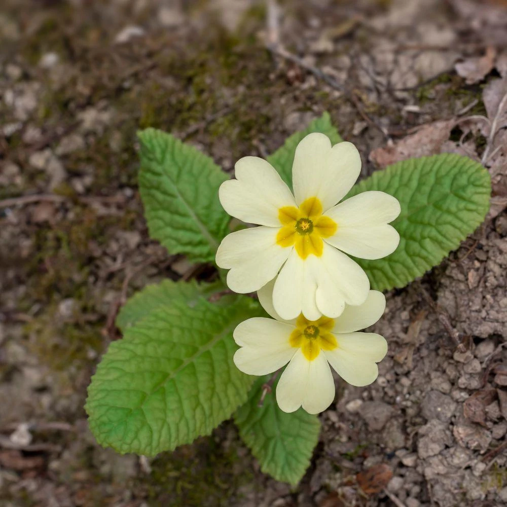 Early Primrose Live Plants - 2 Plants in 4 inch Pot, Colorful Spring Perennial - Image 4