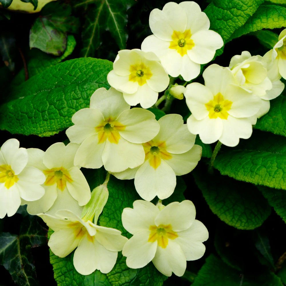 Early Primrose Live Plants - 2 Plants in 4 inch Pot, Colorful Spring Perennial - Image 5