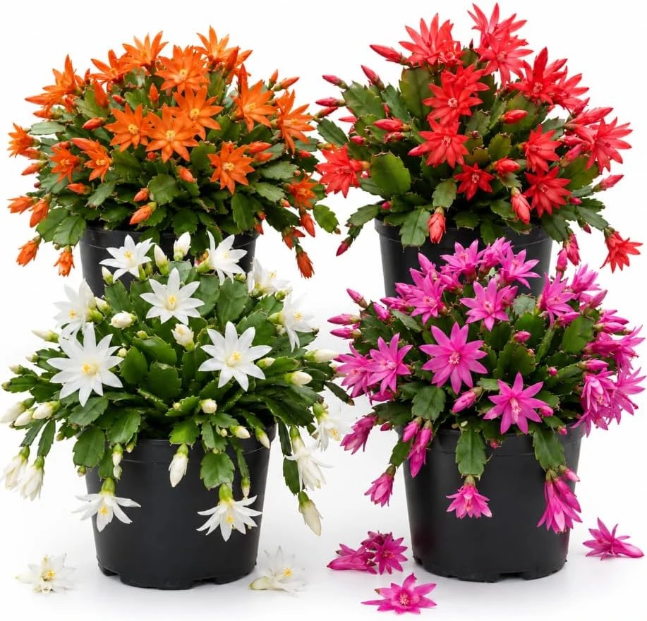 Easter Cactus Live Plant, 4-6 Inches Tall, Spring Blooming Rhipsalidopsis Succulent - Image 1