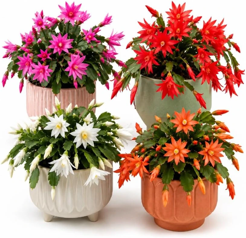 Easter Cactus Live Plant, Blooming Rhipsalidopsis Succulent, 4-6 Inches Tall, Indoor - Image 1