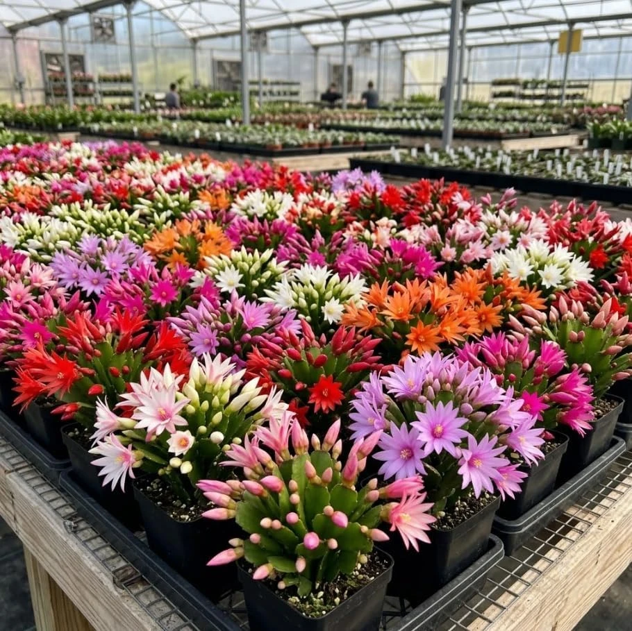Easter Cactus Live Plants, Set of 2, Mixed Colors, 2 Inch Pot, Rhipsalidopsis Succulent Houseplant, Indoor Flowering Plant - Image 1